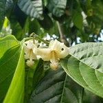 Quararibea funebris Flower