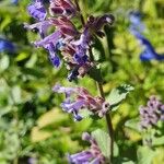 Nepeta racemosa花