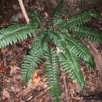 Polystichum acrostichoides葉