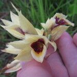 Eulophia welwitschii Çiçek