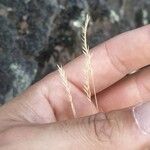 Festuca pallens Bloem