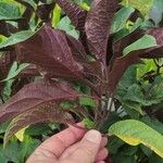 Clerodendrum quadriloculare Leaf