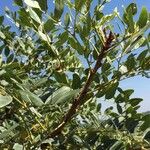 Burkea africana Blatt