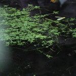 Callitriche brutia Likasa
