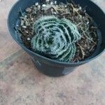Crassula barbata Hoja
