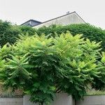 Rhus typhina 整株植物