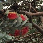 Eucalyptus macrocarpa Λουλούδι