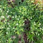 Thesium linophyllon Flower