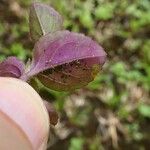 Vandellia diffusa Leaf