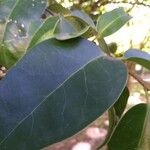 Ligustrum lucidum Leaf