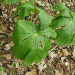 Podophyllum peltatumপাতা