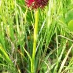 Gymnadenia nigra 花