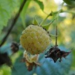 Rubus idaeus Плод