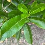 Ochrosia elliptica Leaf