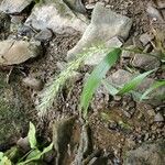 Elymus riparius Ffrwyth