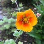 Potentilla atrosanguinea Kwiat