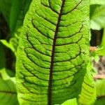 Rumex rugosus ഇല