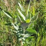 Asclepias speciosa Hoja