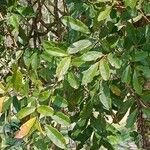 Matayba elaeagnoides Leaf