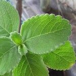 Coleus barbatus Feuille