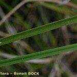 Carex colchica Fuelha