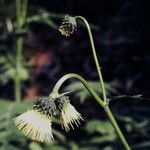 Cirsium erisithales Цвят