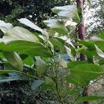 Juglans regiaപുറംതൊലി