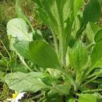 Plantago virginica Blatt