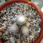 Mammillaria schwarzii Leaf