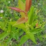 Salix eriocephala Leaf