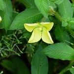 Ludwigia jussiaeoides Blomst