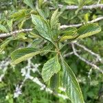 Crataegus punctata Leaf