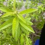 Aloysia citrodora ഇല