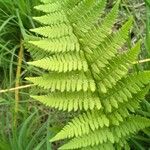 Dryopteris carthusiana Foglia