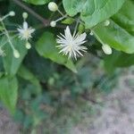 Clematis virginiana Flower