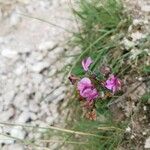 Pedicularis rostratocapitata Flower