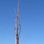 Heteropogon contortus Hoja