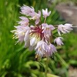 Allium cernuum Кветка