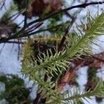 Lycopodium annotinum Foglia