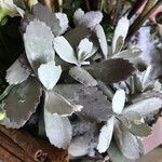 Kalanchoe pumila Hoja