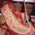 Nepenthes spp. Other