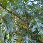 Solanum atropurpureum Gyümölcs