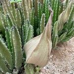 Stapelia grandiflora Leaf