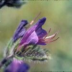 Echium tuberculatum Flower