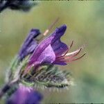 Echium tuberculatum Bloem