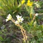 Saxifraga bulbifera 花