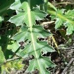 Carduus nutans Leaf