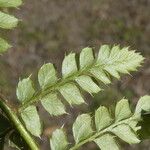 Polystichum aculeatum Blad