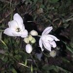 Ornithogalum arabicum Цветок