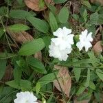 Thunbergia fragrans Kvet